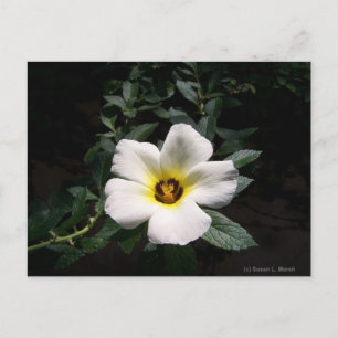 Witte hibiscus flower rode achtergrond briefkaart