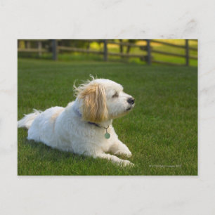 Witte hond briefkaart