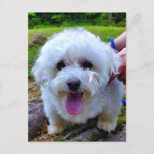 Witte hond briefkaart