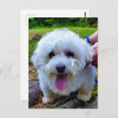 Witte hond briefkaart (Voorkant / Achterkant)