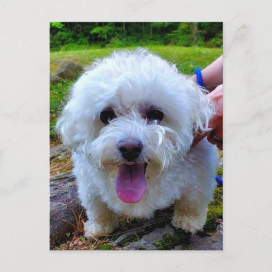 Witte hond briefkaart (Voorkant)