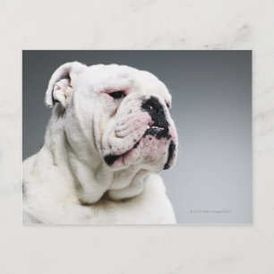 Witte hond briefkaart