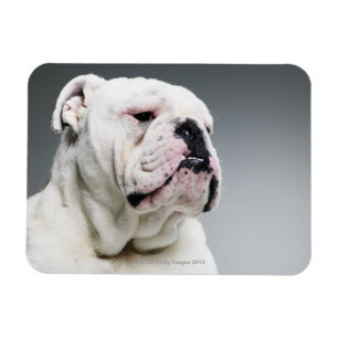 Witte hond magneet