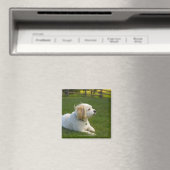 Witte hond magneet (Insitu (Vaatwasser))