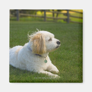 Witte hond magneet