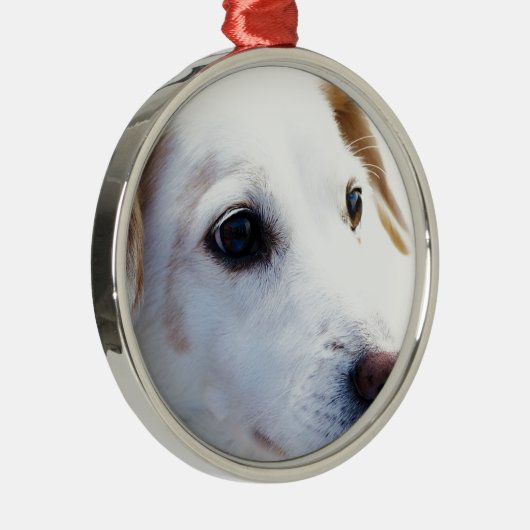 Witte hond met trouwe ogen, Diergezelschapsdieren Metalen Ornament (Rechts)