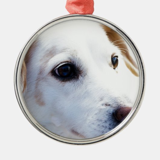 Witte hond met trouwe ogen, Diergezelschapsdieren Metalen Ornament (Voorkant)