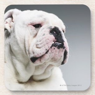 Witte hond onderzetter