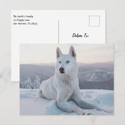Witte hondje in de sneeuw briefkaart (Voorkant / Achterkant)