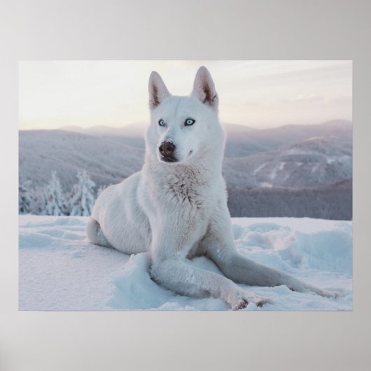 Witte hondje in de sneeuw poster (Voorkant)