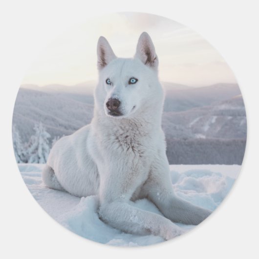 Witte hondje in de sneeuw ronde sticker (Voorkant)