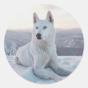 Witte hondje in de sneeuw ronde sticker