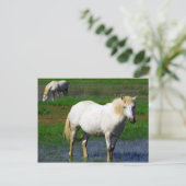 WITTE HORSES BRIEFKAART (Staand voorkant)