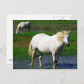 WITTE HORSES BRIEFKAART (Voorkant / Achterkant)