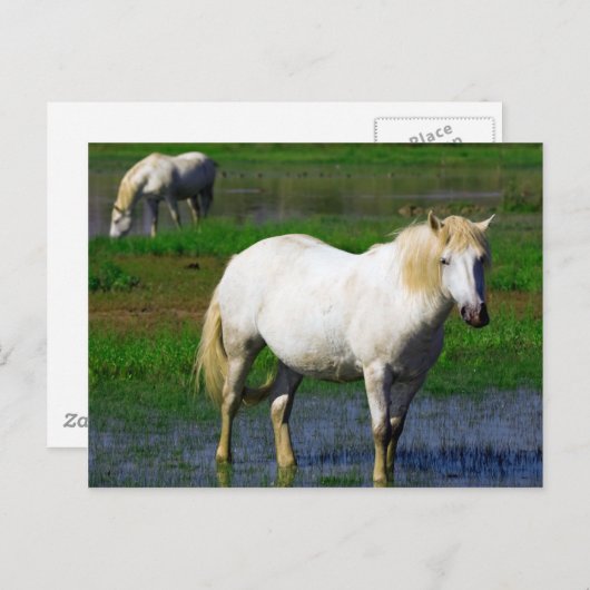 WITTE HORSES BRIEFKAART (Voorkant / Achterkant)
