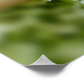 Witte hortensia poster (Hoek)