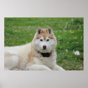 Witte Husky Hond Mooie Fotografie Poster