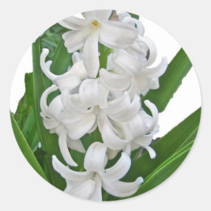 Witte hyacinten ronde sticker