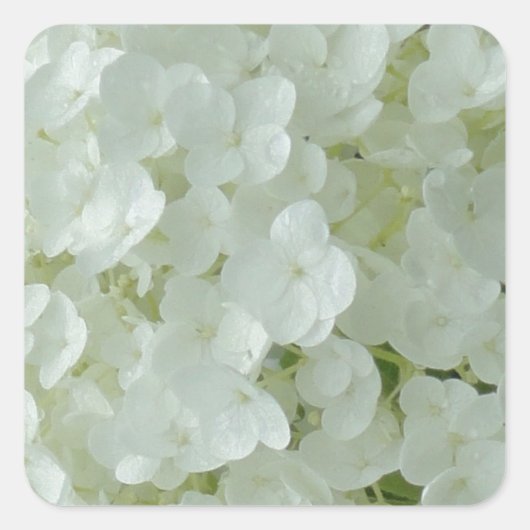 Witte Hydrangea bloemblaadjes Vierkante Sticker (Voorkant)
