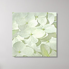 Witte Hydrangea Canvas Print