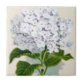Witte hydrangea flaconpreparaten Illustraties Tegeltje (Voorkant)