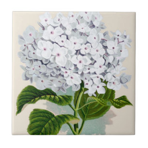 Witte hydrangea  flaconpreparaten Illustraties Tegeltje
