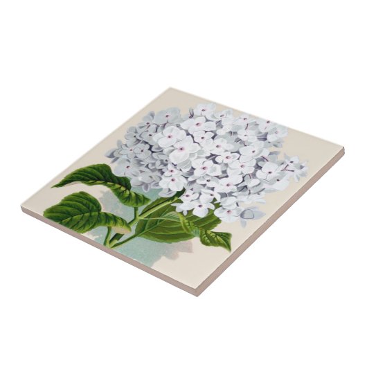 Witte hydrangea flaconpreparaten Illustraties Tegeltje (Zijkant)