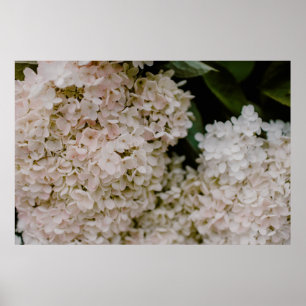 WITTE HYDRANGEAS IN BLOOM POSTER
