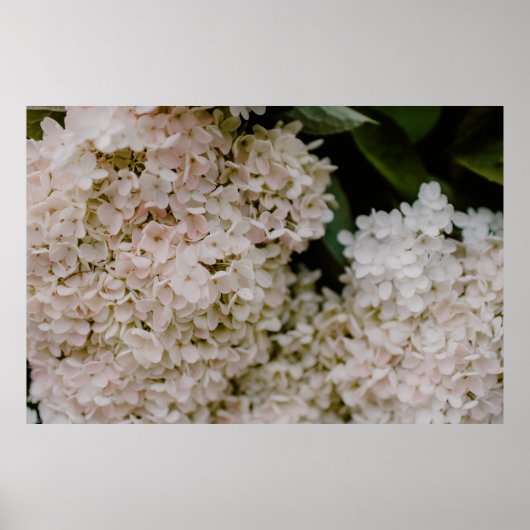 WITTE HYDRANGEAS IN BLOOM POSTER (Voorkant)
