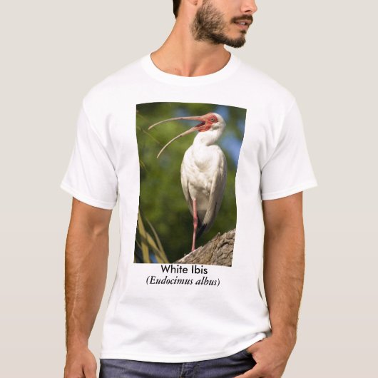 Witte Ibis (Eudocimus... T-shirt (Voorkant)