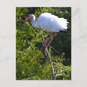 Witte Ibis Foto Ansichtkaart Briefkaart