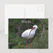 Witte ibis foto Briefkaart (Voorkant / Achterkant)
