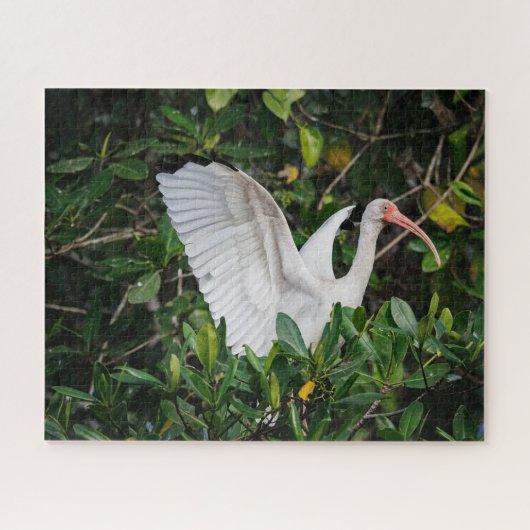 Witte Ibis Legpuzzel (Horizontaal)