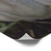 Witte ibis vogel foto Poster (Hoek)