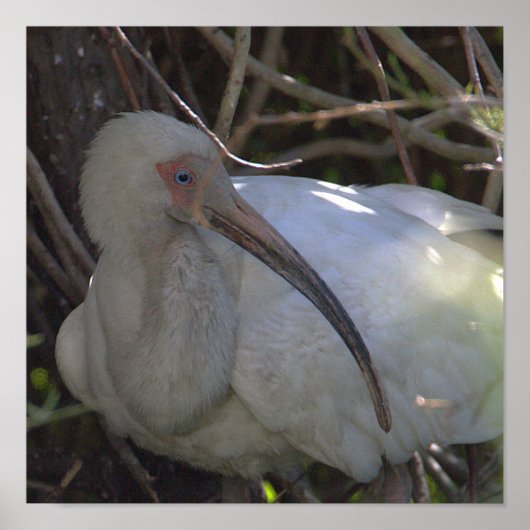 Witte ibis vogel foto Poster (Voorkant)