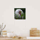 Witte ibis vogel foto Poster (Keuken)
