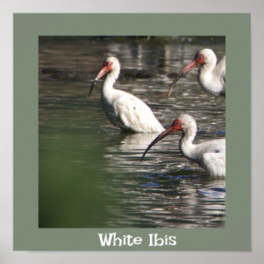Witte Ibis Vogel Foto Poster (Voorkant)