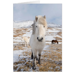 Witte IJslandse paard, IJsland