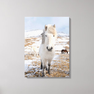 Witte IJslandse paard, IJsland Canvas Afdruk