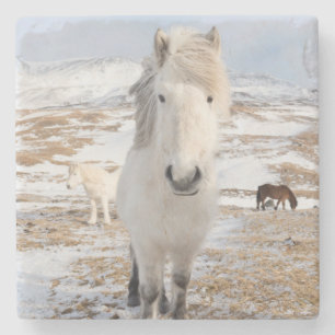 Witte IJslandse paard, IJsland Stenen Onderzetter