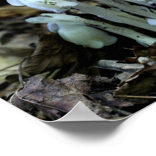 Witte Indische Pijp Ghost Flower Wildbloemen Poster (Hoek)