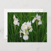 witte iris briefkaart (Voorkant / Achterkant)