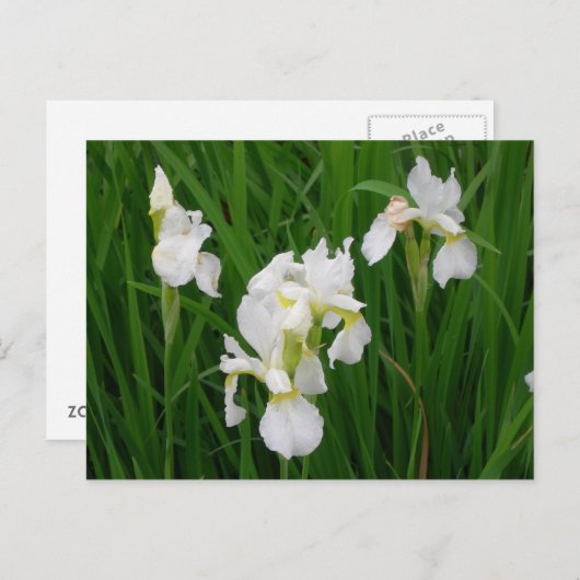 witte iris briefkaart (Voorkant / Achterkant)