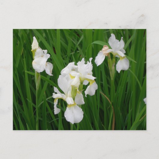 witte iris briefkaart (Voorkant)
