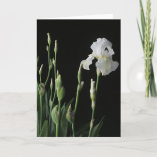 Witte Iris in Dark van Nacht Kaart