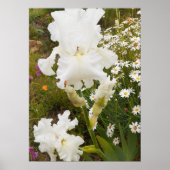 Witte iris irissen bloementuin Poster (Voorkant)