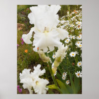 Witte iris irissen bloementuin Poster