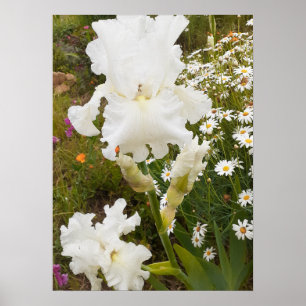 Witte iris irissen bloementuin Poster