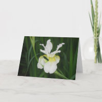 Witte iris