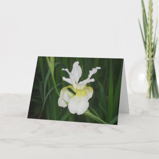 Witte iris kaart (Voorkant)